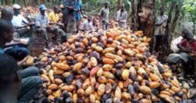 Five Killed in Deadly Clash Between Cocoa Farmers and Thieves in Edo